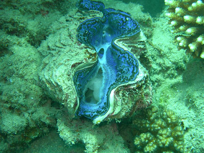 MANGROVE 07  2008 192.jpg